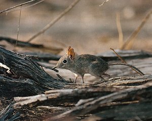 Elephant Shrew