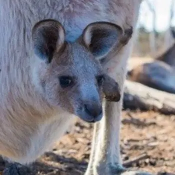 Marsupialia – Pouched Mammals Facts