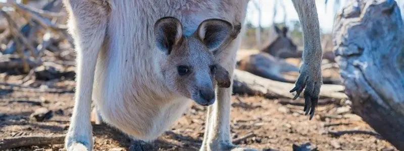 Pouched Mammals Marsupialia