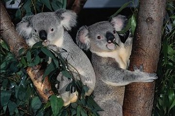 Koalas