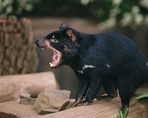 Tasmanian Devil.