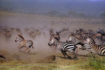 Zebra 