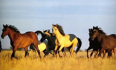 Wild Horses