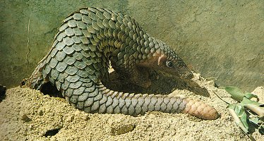 Pangolin