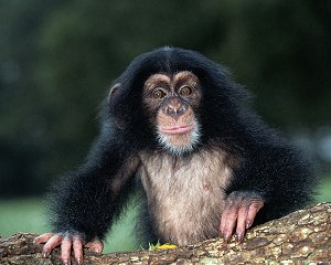 Chimp