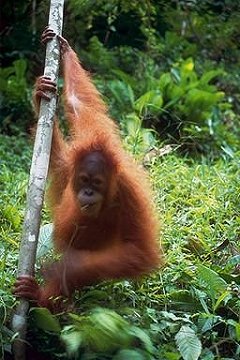 Orangutan