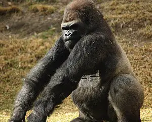 silverback Gorilla 