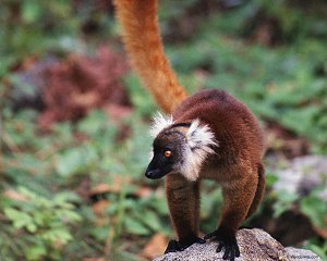 Lemur Madagascar