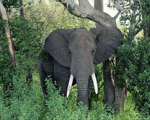 African Bull Elephant