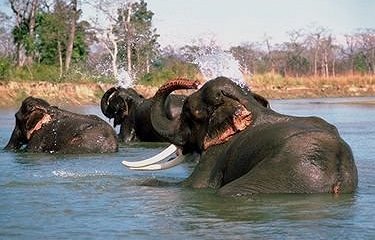 Asian Elephants