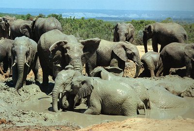 Pachyderms Pachyderms