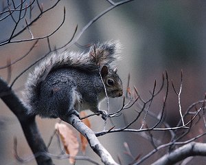 Squirrel Squirrel