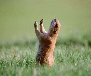 Prairie Dog Prairie Dog