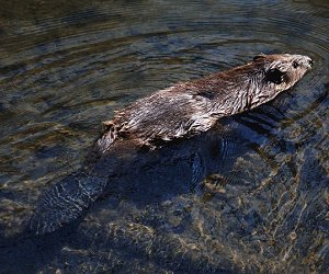 Beaver