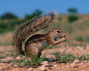 Chipmunk