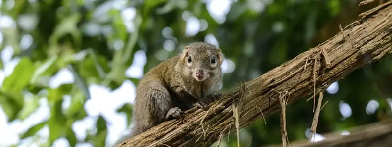 tree shrew