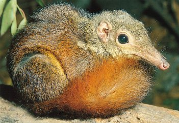 Tree Shrew Tree Shrew