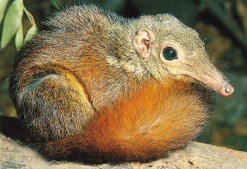 Tree Shrew