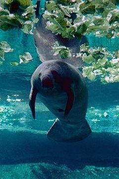 Manatee Manatee