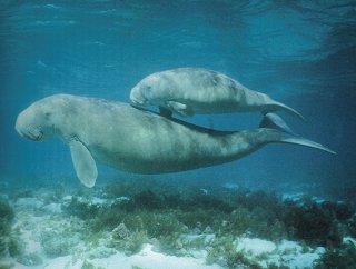 Dugong 