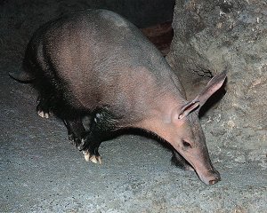 the Aardvark