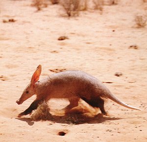 Aardvark Aardvark