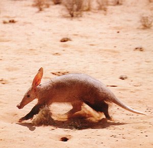 Aardvark