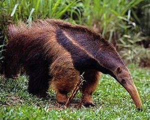 Giant Anteater 