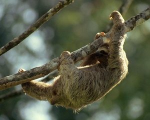 Sloth