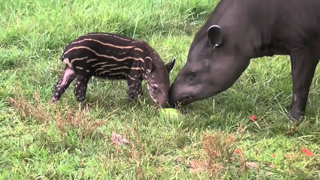 Brazilian Tapir