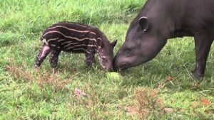 Brazilian Tapir (Taperus Terrestris)