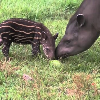 Brazilian Tapir (Taperus Terrestris)