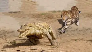 Jaguar (Panther Onca)