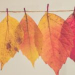 Why Do Leaves Change Color in the Fall?