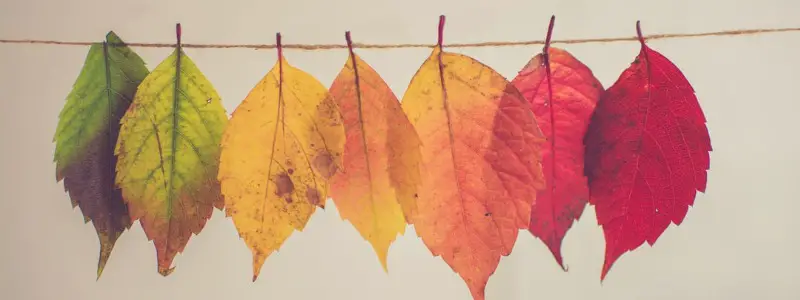 Why Do Leaves Change Color in the Fall?