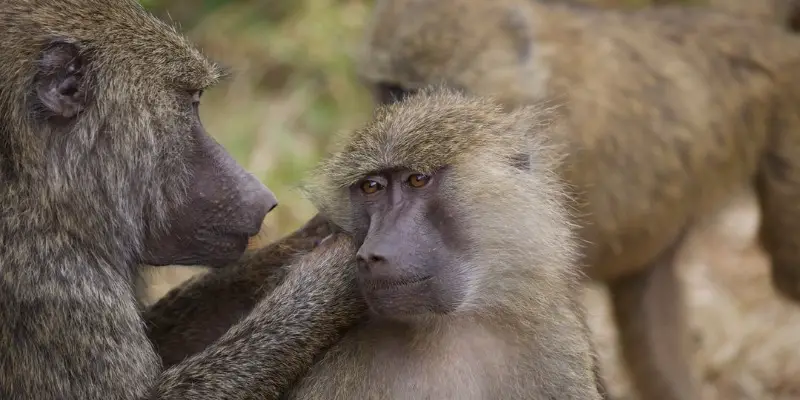 photo of mom and baby baboon