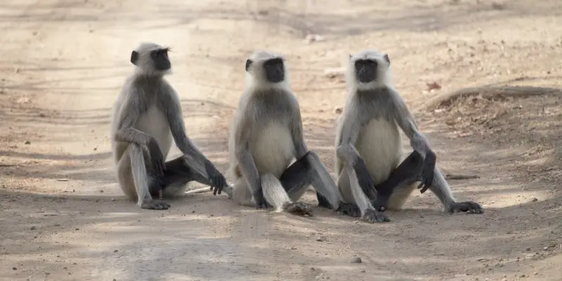 photo of 3 baboons