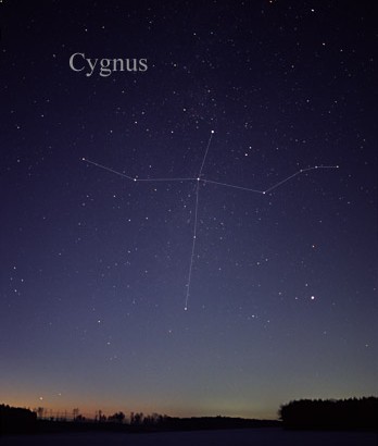 Cygnus