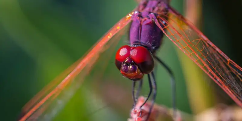 Dragonflies bite