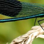 Do Dragonflies Bite? and more Interesting Bug Facts