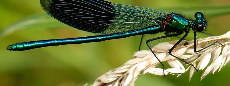 Dragonflies facts