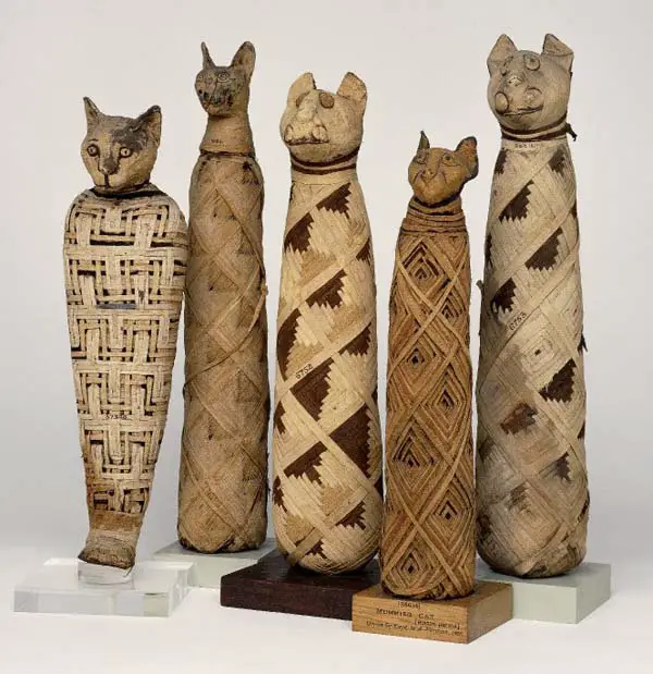 mummified egyptian cats