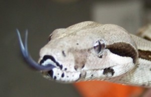 Vertical pupils on a common red tail boa. Not venomous