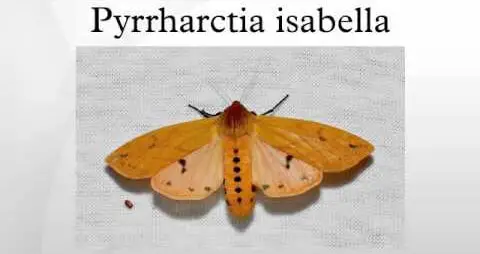 Isabella Tiger Moths