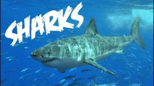 Shark Facts:  Misunderstood and Mistreated