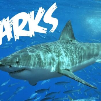 Shark Facts:  Misunderstood and Mistreated