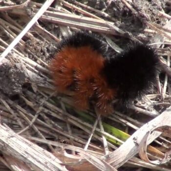 How to Raise a Woolly Bear Caterpillar to Butterfly Moth