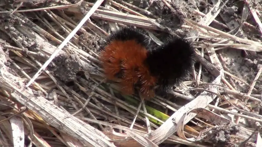 Woolly Bear Caterpillar facts