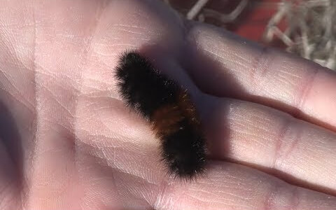 Woolly Bear Caterpillars