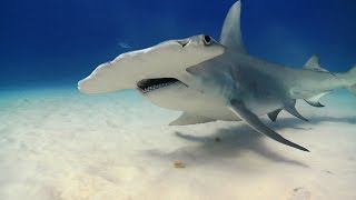 Hammerhead Shark